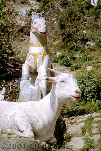 Goat